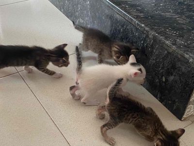 mèo con. Mua bán Mèo tại Huyện Hóc Môn Tp Hồ Chí Minh được đăng bởi Tiến