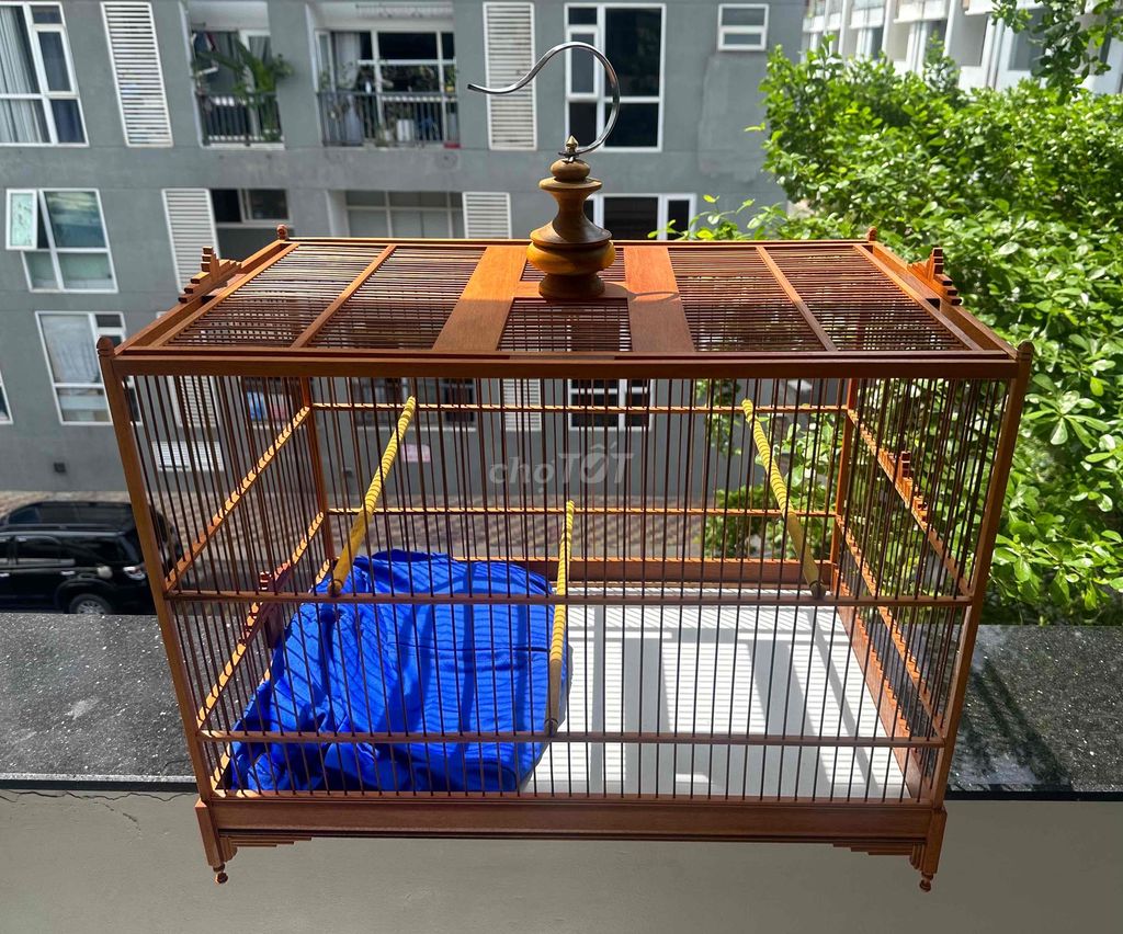 lực 60 cho chào mào