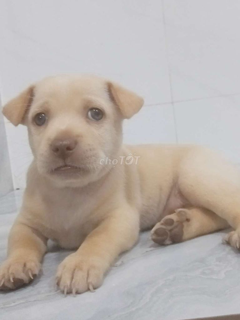 Chó Labrador mũi hồng rất đẹp thông minh . Mua bán Chó tại Quận 6 Tp Hồ Chí Minh được đăng bởi Tăng Chí Lương  hình 1