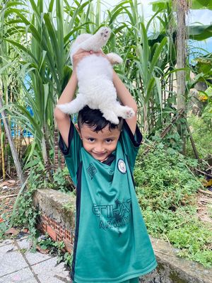 Chó con bichon frise thuần chủng siêu quậy. Mua bán Chó tại Huyện Châu Thành Hậu Giang được đăng bởi Miền Tây