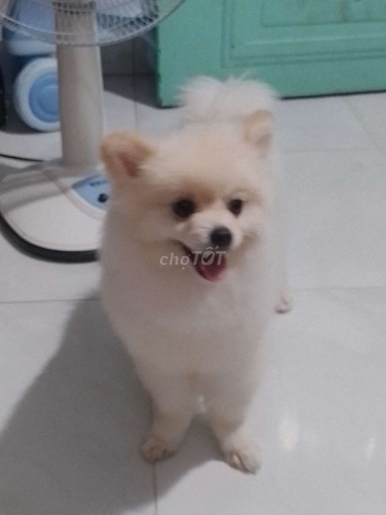 Chó Phóc sóc mặt cáo chân gấu thuần chủng. Mua bán Chó tại Thành phố Thuận An Bình Dương được đăng bởi Nghi Uyen hình 1