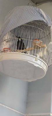 cần người bảo tồn khiếu. Mua bán Chim tại Thành phố Dĩ An Bình Dương được đăng bởi Lê đạo 