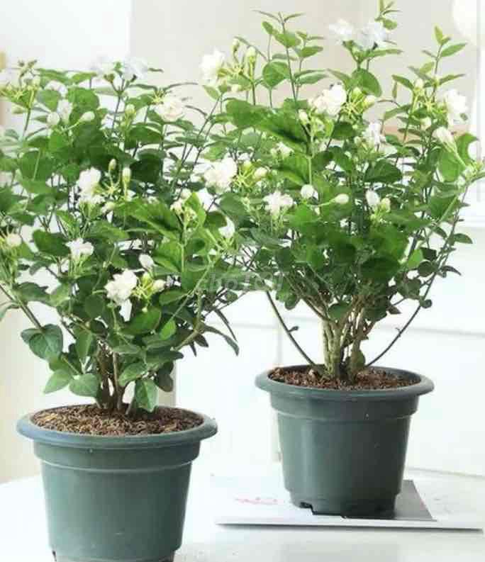 Hoa nhài trắng thơm trên 40cm. Mua bán Cây cảnh, đồ trang trí tại Quận Đống Đa Hà Nội được đăng bởi Cây Xanh Thuỷ Nguyễn hình 1