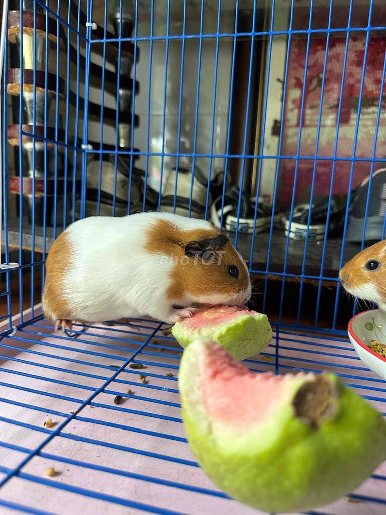 Bọ ú Lai Cali Trắng Nâu Đen. Mua bán Thú cưng khác tại Quận Bình Tân Tp Hồ Chí Minh được đăng bởi thiên châu hình 1