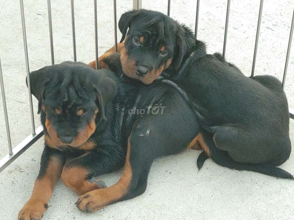 Róc khủng Long. Mua bán Chó tại Quận Bình Tân Tp Hồ Chí Minh được đăng bởi Nhân Rottweiler  hình 1