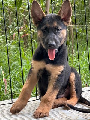 becgie. Mua bán Chó tại Huyện Trảng Bom Đồng Nai được đăng bởi Hương