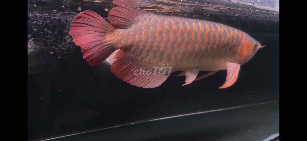 Cá rồng Huyết Long 55cm. Mua bán Thú cưng khác tại Huyện Củ Chi Tp Hồ Chí Minh được đăng bởi Arowana  hình 1