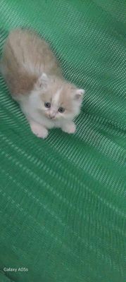 Mèo anh lông dài nhà nuôi. Mua bán Mèo tại Huyện Hóc Môn Tp Hồ Chí Minh được đăng bởi Hoàng Đức Anh Nguyễn