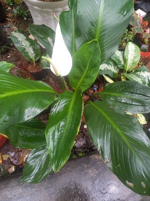 Cây lan ý.. Mua bán Cây cảnh, đồ trang trí tại Huyện Cầu Kè Trà Vinh được đăng bởi Vườn Lan Gia Khiêm