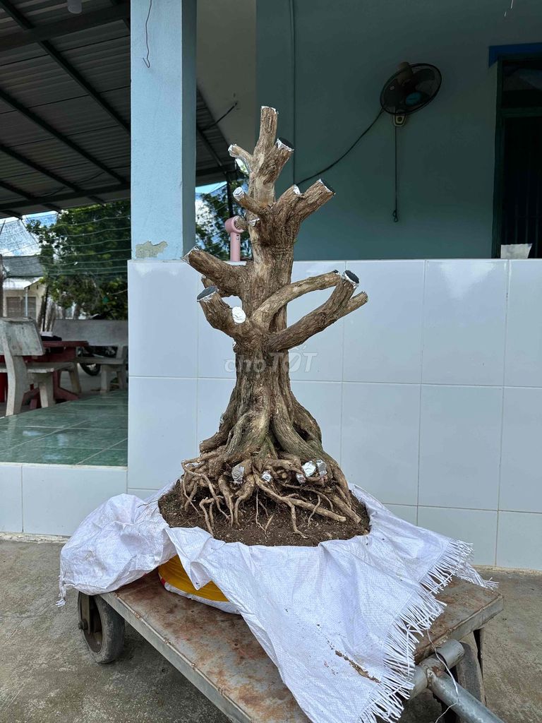 Cây cảnh Nguyệt quế 90cm Lâu năm. Mua bán Cây cảnh, đồ trang trí tại Quận Bình Thuỷ Cần Thơ được đăng bởi Nhớ  hình 1