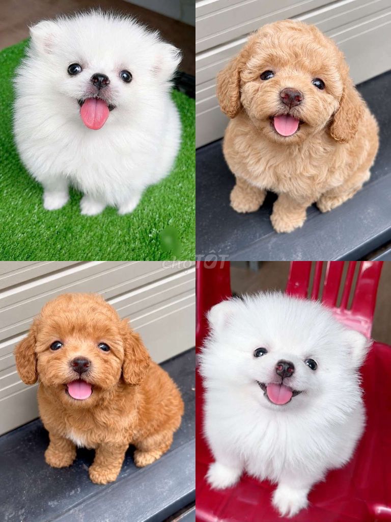 Chó Poodle Tiny, phốc sóc f đủ màu 2 tháng đã tiêm. Mua bán Chó tại Quận 11 Tp Hồ Chí Minh được đăng bởi Minh nguyễn  hình 1