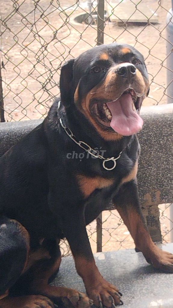 Chó Rotweler. Mua bán Chó tại Huyện Bàu Bàng Bình Dương được đăng bởi Thú Cưng hình 6