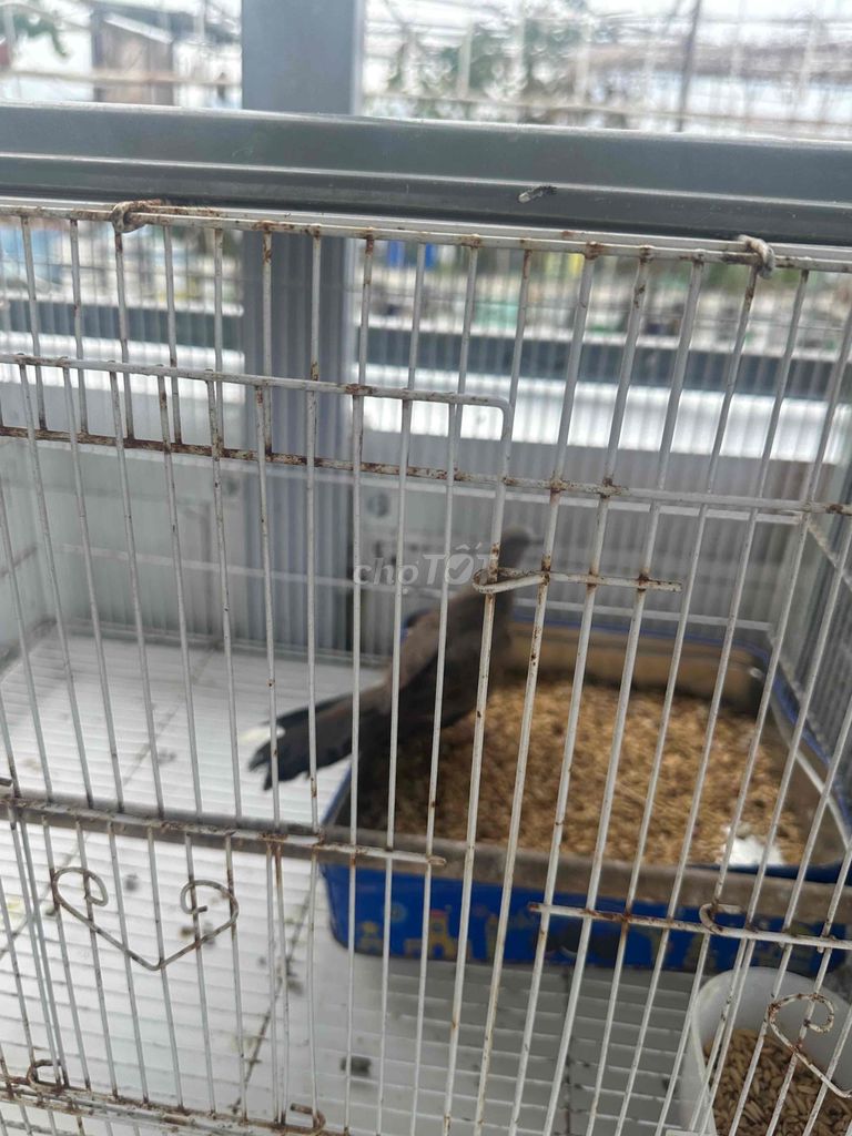 Chim cu gáy lẻ. Mua bán Chim tại Quận Cẩm Lệ Đà Nẵng được đăng bởi Khanh hình 1