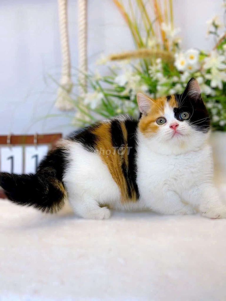 Mèo Munchkin, mèo tam thể cần tìm chủ