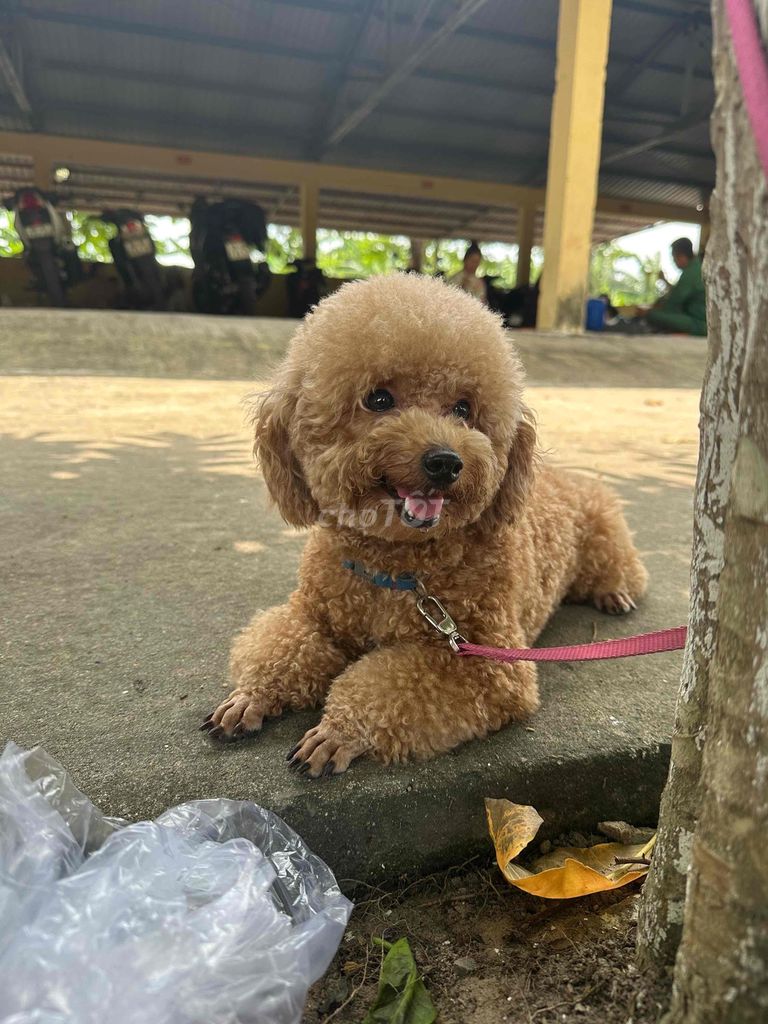 Chó Poodle tiny cái 1.5 tuổi. Mua bán Chó tại Quận Tân Phú Tp Hồ Chí Minh được đăng bởi Mỹ kỳ  hình 1