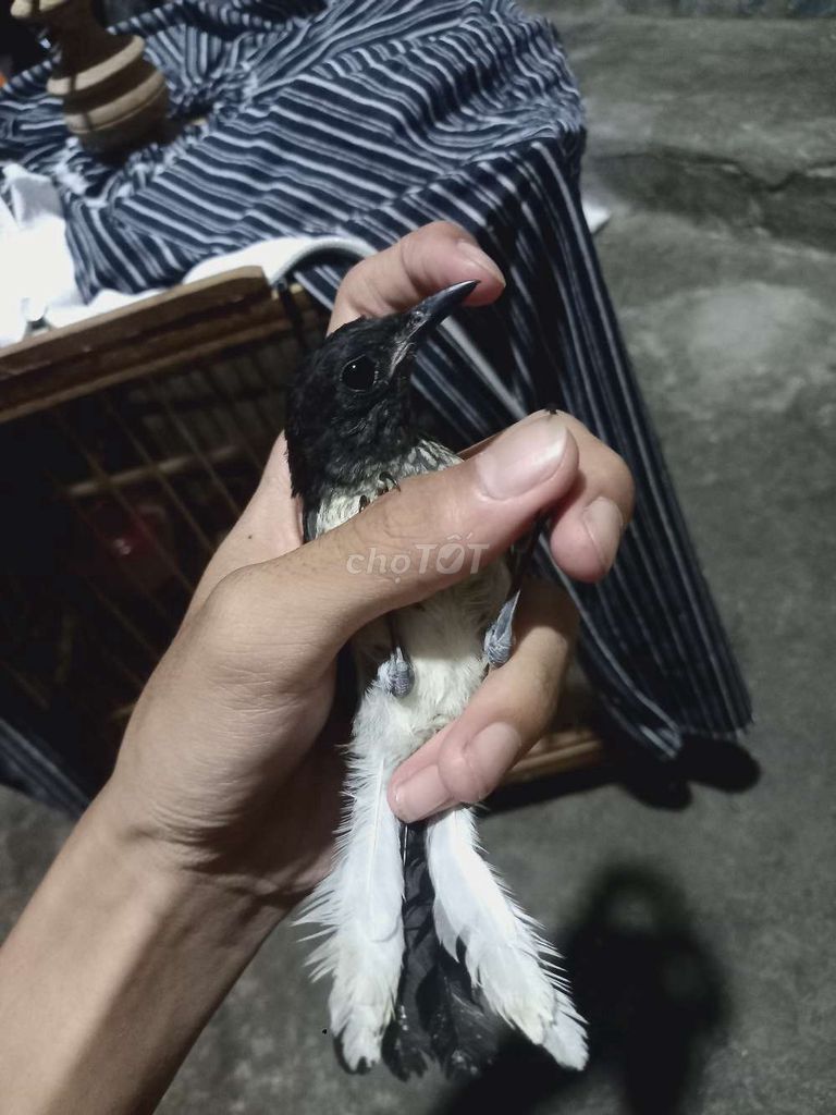 Chim Chòe than non siêu nhỏ đen trắng. Mua bán Chim tại Quận Liên Chiểu Đà Nẵng được đăng bởi Pham Huy11 hình 1