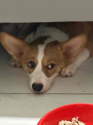 Chó Corgi Cái Nâu trắng Đã tiêm phòng