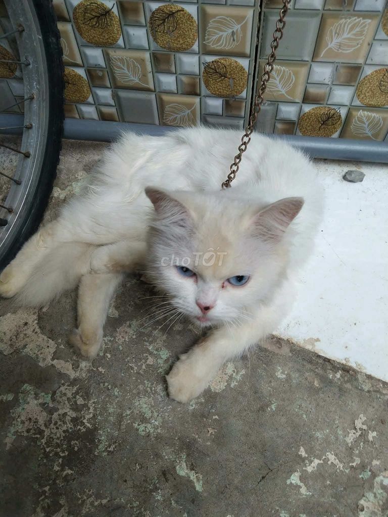 Mèo Anh Trắng mắt Xanh. Mua bán Mèo tại Thành phố Biên Hòa Đồng Nai được đăng bởi Lương Sơn Phong hình 1