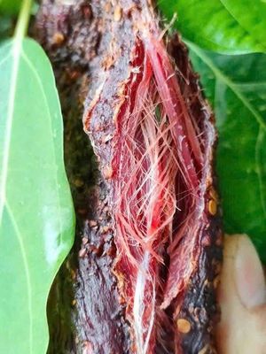 TRÂU, LỢN GÁC BẾP. Mua bán Đồ ăn, thực phẩm và các loại khác tại Quận Bắc Từ Liêm Hà Nội được đăng bởi Dương Diện