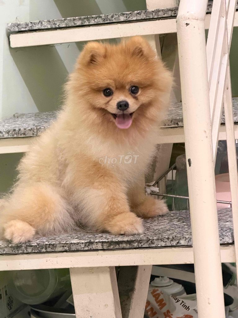 Chó Phốc Sóc Pomeranian đực màu Nâu vàng. Mua bán Chó tại Quận Gò Vấp Tp Hồ Chí Minh được đăng bởi Trần Phúc hình 1