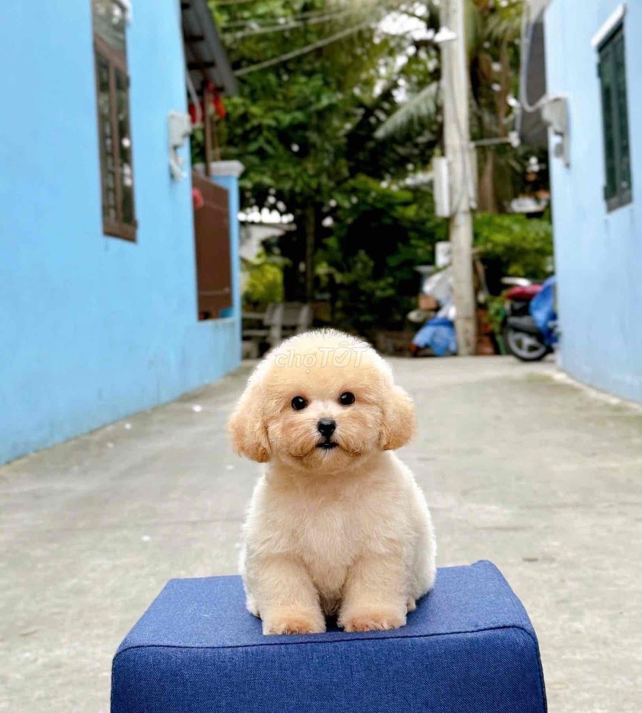 chó nhà đẻ cần bán. Mua bán Chó tại Quận Gò Vấp Tp Hồ Chí Minh được đăng bởi Triệu Hồng Ngọc hình 3