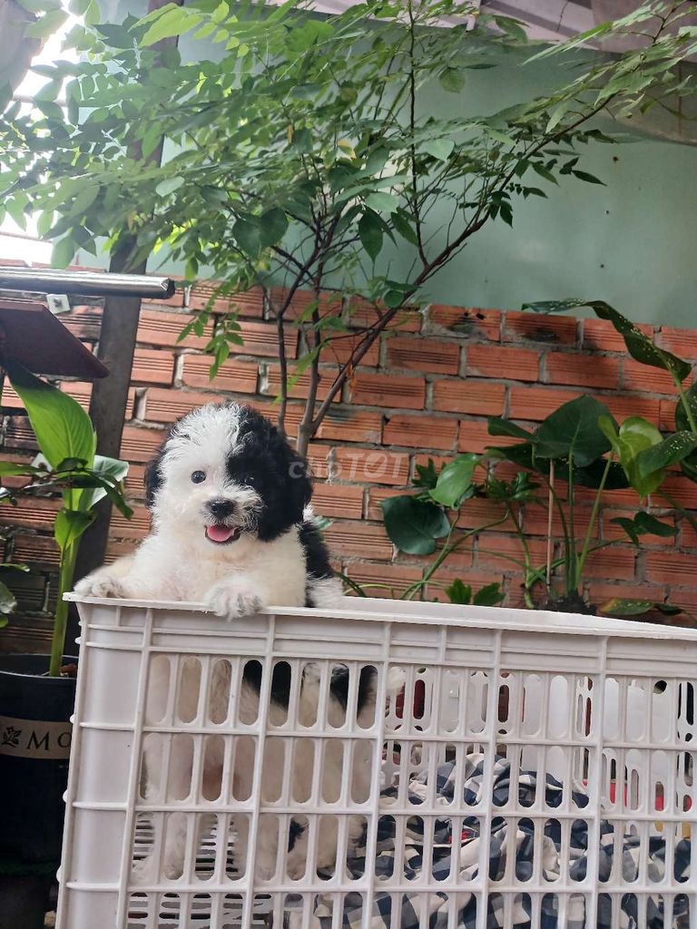 Poodle nhà đẻ Màu Bò sữa mini đáng yêu