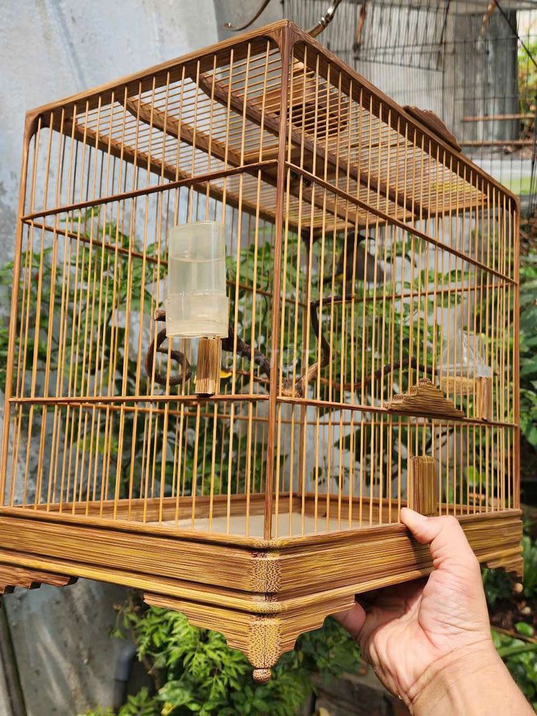 Hút mật 5 màu. Mua bán Chim tại Quận 12 Tp Hồ Chí Minh được đăng bởi gia khang hình 5