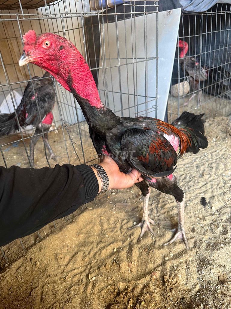 Ô ớt chân trắng điểm. Mua bán Gà tại Quận 12 Tp Hồ Chí Minh được đăng bởi soffa sg hình 1