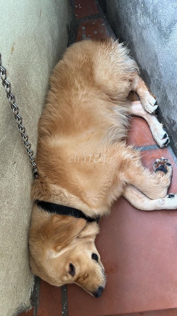 Chó Golden Retriever Vàng 8 tháng 35kg. Mua bán Chó tại Thành phố Thanh Hóa Thanh Hóa được đăng bởi Long Phạm hình 1