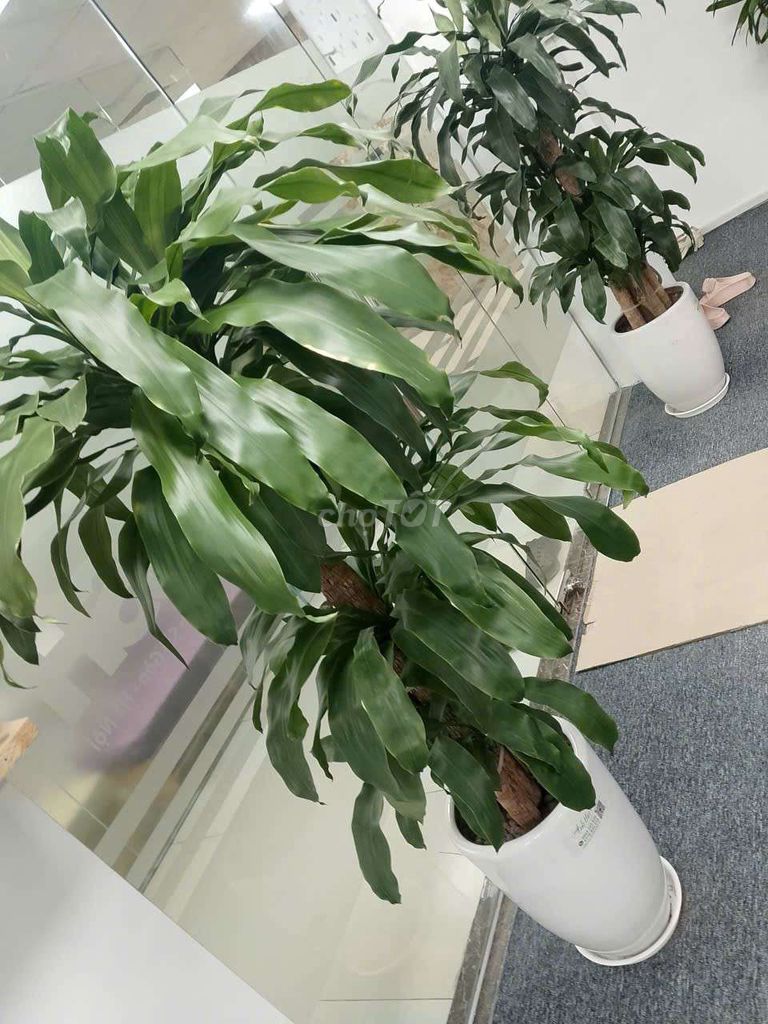 Cây cảnh Phát tài xanh. Mua bán Cây cảnh, đồ trang trí tại Quận Bắc Từ Liêm Hà Nội được đăng bởi Khiên Nguyễn hình 1
