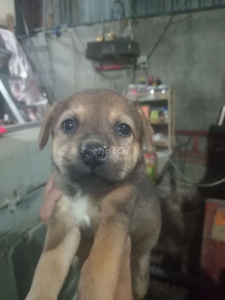Chó Cái màu Nâu. Mua bán Chó tại Huyện Bình Chánh Tp Hồ Chí Minh được đăng bởi Bảo Xuyên hình 1
