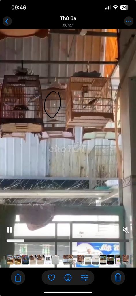 Chim chào mào 1 mùa sạch tốt, hung chim. Mua bán Chim tại Thành phố Thủ Đức Tp Hồ Chí Minh được đăng bởi lam cao bằng hình 1