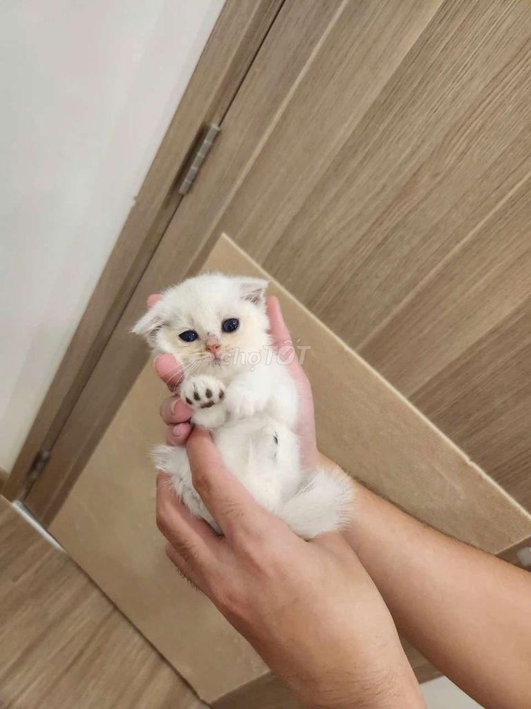 mèo Anh pet tìm ba mẹ. Mua bán Mèo tại Thành phố Thủ Đức Tp Hồ Chí Minh được đăng bởi Trang hình 2