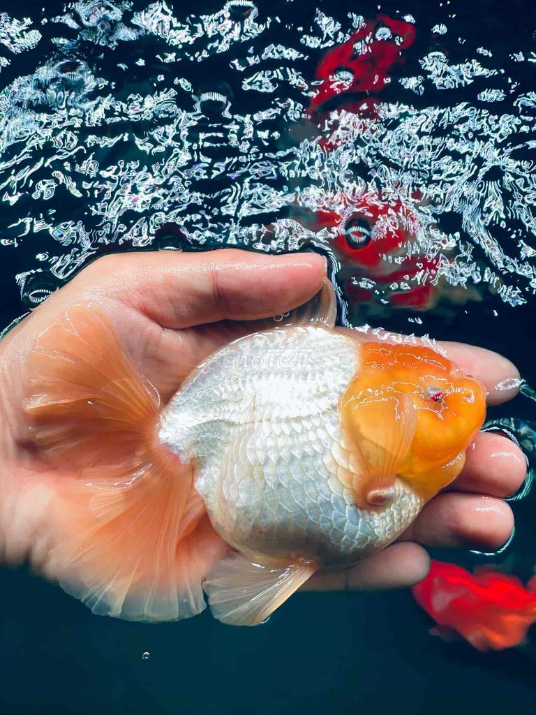 Oranda đuôi lụa 3n5-4n lúa mềm