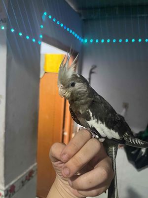 Vẹt Cockateil. Mua bán Chim tại Thành phố Biên Hòa Đồng Nai được đăng bởi Anh Việt