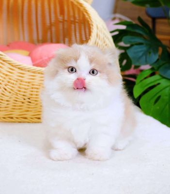 Munchkin chân lùn cụp đực cam phấn
đẹp như tranh