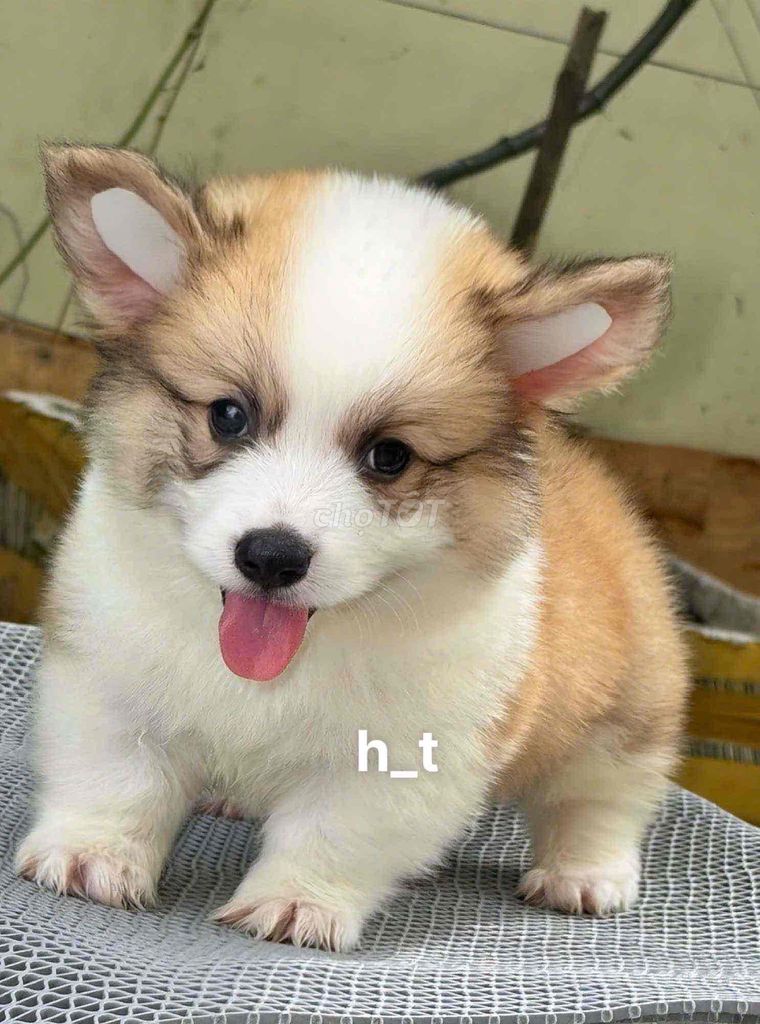 Chó Corgi Trắng Nâu Đã tiêm phòng tẩy giun. Mua bán Chó tại Quận Bình Tân Tp Hồ Chí Minh được đăng bởi huỳnh thật  hình 1