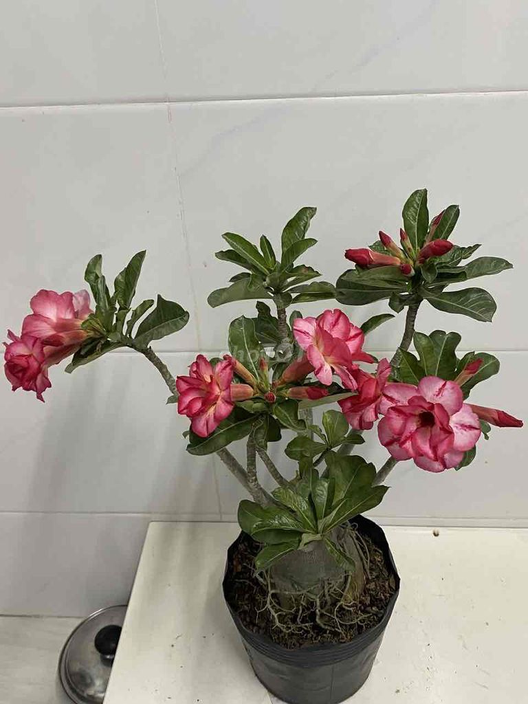 sứ hạt. Mua bán Cây cảnh, đồ trang trí tại Quận 7 Tp Hồ Chí Minh được đăng bởi Nga Trần hình 1