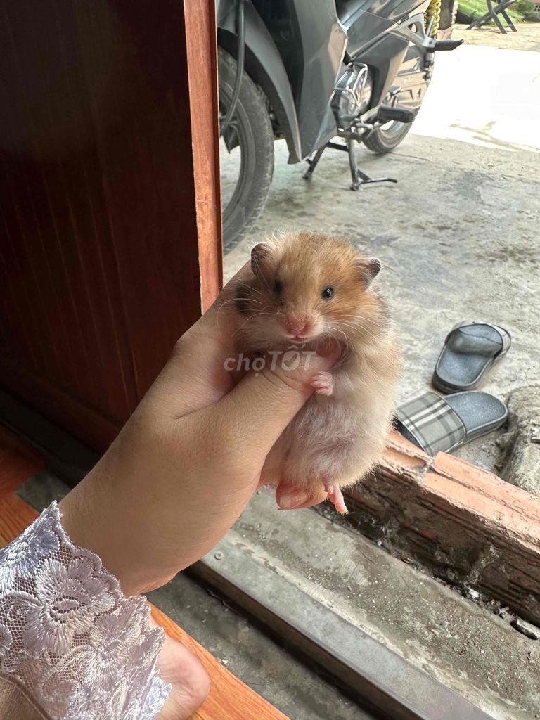bear xù. Mua bán Thú cưng khác tại Quận 8 Tp Hồ Chí Minh được đăng bởi khoai hametr hình 4