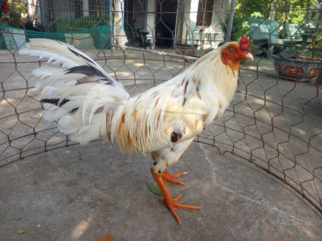 Gà chọi đực 2.8kg trắng đốm nâu. Mua bán Gà tại Huyện Châu Thành Bến Tre được đăng bởi Huuphat hình 1