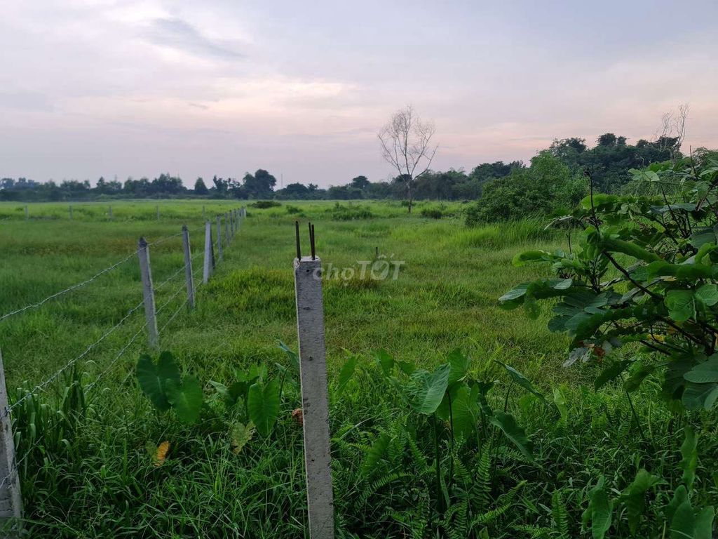 1000m2 đất ông bà Tân An-Bình dương