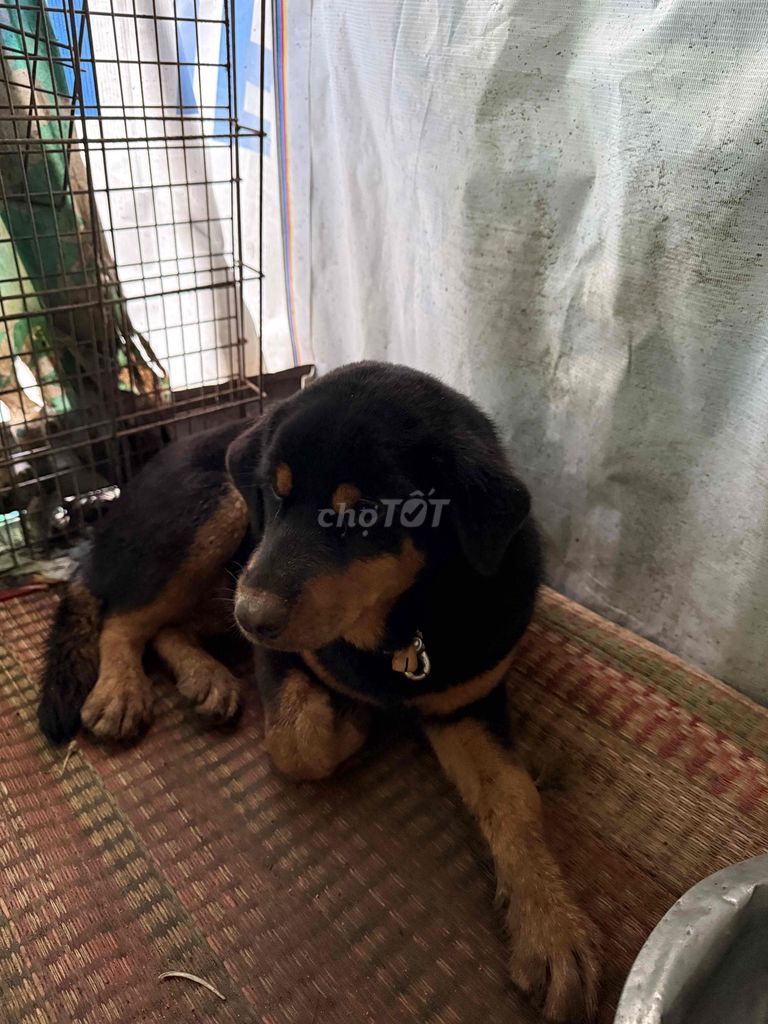 Chó con Rottweiler hơn 3 tháng tuổi tiêm ngừa rồi. Mua bán Chó tại Huyện Chợ Mới An Giang được đăng bởi Tâm FAW hình 3
