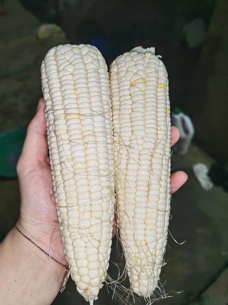 Ngô nếp Sơn La sạch 100%. Mua bán Đồ ăn, thực phẩm và các loại khác tại Thành phố Sơn La Sơn La được đăng bởi Hà Ngọc Đức hình 1