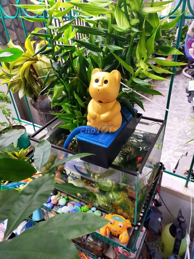 Mèo thần tài Vàng Nhựa. Mua bán Đồ sưu tầm, đồ cổ tại Quận Ninh Kiều Cần Thơ được đăng bởi votan hình 1