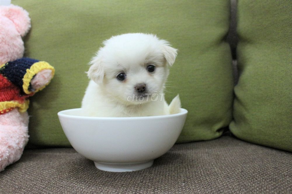 Chó pom bk teacup 460 gram, 2 tháng