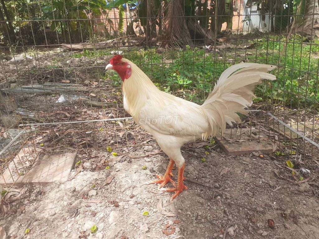 khuyến nãi siêu mỹ 3.2kg. Mua bán Gà tại Huyện Gò Quao Kiên Giang được đăng bởi trại gà lai, lò cựa út mân kiên giang ship toàn quốc  hình 1