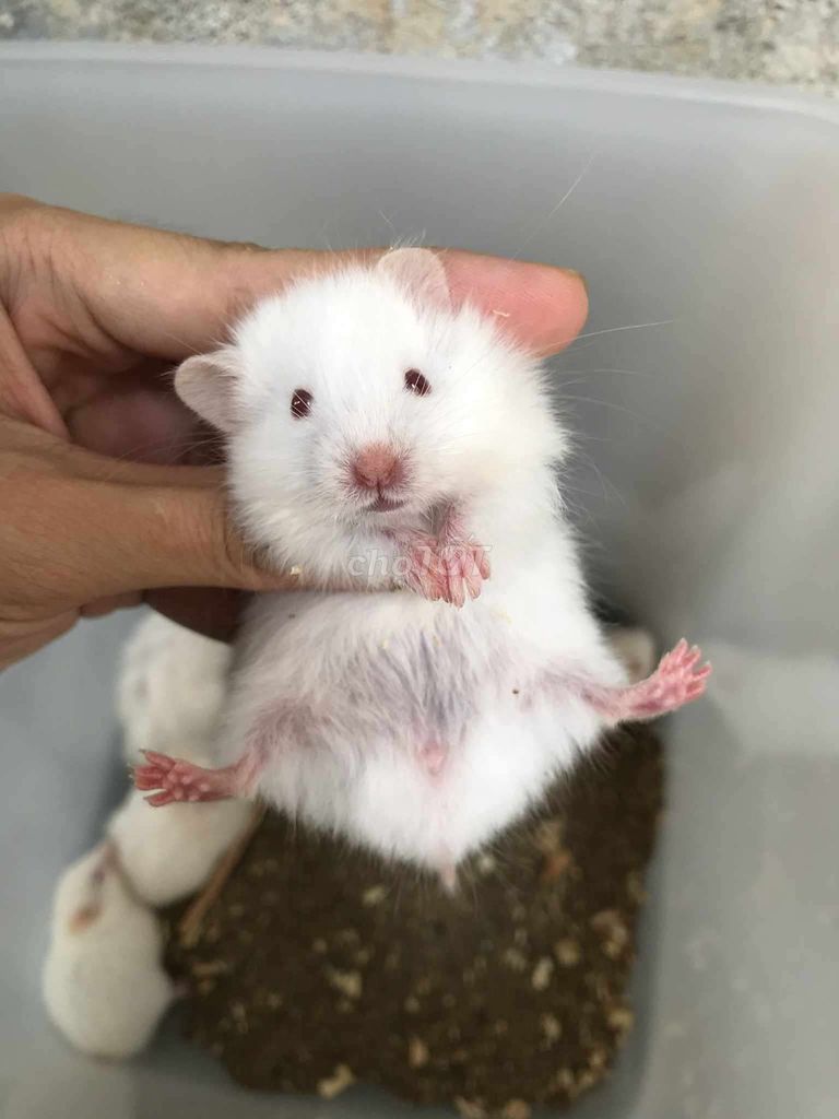 Chuột Hamster Bear xù lai Baby. Mua bán Thú cưng khác tại Quận Bình Tân Tp Hồ Chí Minh được đăng bởi Ở trọ bày đặt bán chụtt hình 1