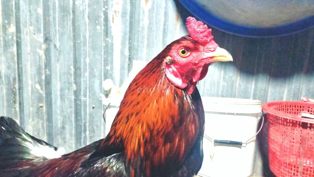 Điều3k150..tay rất tốt. Mua bán Gà tại Huyện Hòa Bình Bạc Liêu được đăng bởi toàn Gà Đá  hình 1