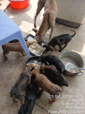 Chó Phú Quốc 2 tháng