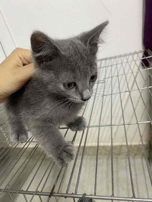 mèo anh lông dài. Mua bán Mèo tại Quận Đống Đa Hà Nội được đăng bởi Thành